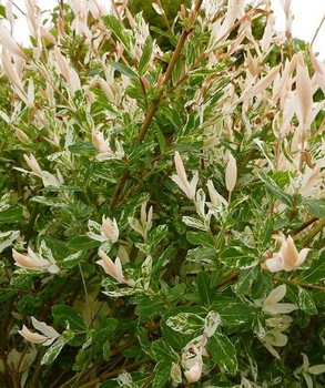 Ива цельнолистная Хакуро Нишики / Salix integra Hakuro-nishiki С7.5 / Н60-100