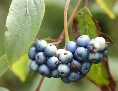 Дерен душистый Блю Клауд / Cornus amomum Blue Cloud, С3