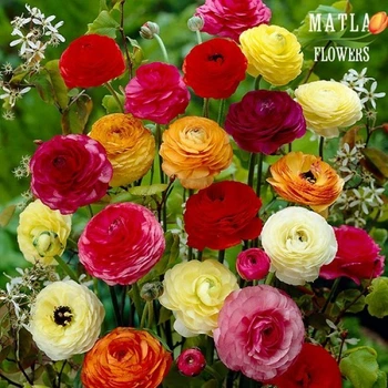 Жовтець Ranunculus Aviv Mix