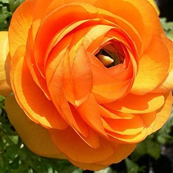 Жовтець Ranunculus Aviv Picotee Orange