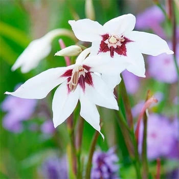 Гладіолус Murielae Різнобарвний Цибулини Florium (205087)