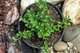 Кизильник Даммера Эйхольц / Cotoneaster radicans Eichholz С4/Н 30-40 - изображение 8