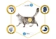 Сухой корм Advance Cat Sensitive Salmon для взрослых кошек с чувствительным пищеварением лосось 1.5 кг - изображение 3