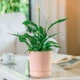Горшок для цветов Form-Plastic Satina-20 5,2 л нюд (4270-066) - изображение 2