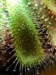 Растение хищник Росянка Алисиа AlienPlants Drosera Aliciae размер M - изображение 4