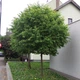 Липа дрібноли́ста Pevé Kronenberg' /Tilia cordata 'Pevé Kronenberg' С20 /Ра120 - зображення 4