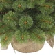 Штучна сосна Triumph Tree Forest Frosted зелена 0,6 м (8717669551874) - зображення 3