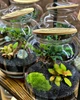 Декоративный флорариум в банке с живыми растениями&nbsp;MossGarden Ф3 - изображение 3