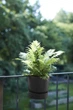 Вазон Elho Greenville Plant Hanger Single 23 см Гранит (346560) - изображение 8