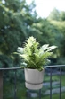 Вазон Elho Greenville Plant Hanger Single 23 см Светлый гранит (349714) - изображение 7