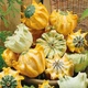Семена Тыква декоративная Корона Florium (722005) - изображение 1
