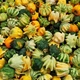 Семена Тыква декоративная Корона Florium (722005) - изображение 2
