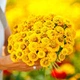 Цінія Ліліпут Жовта Жовтий Насіння Florium (726586) - зображення 1