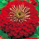Цінія Махрова Вишневий король Червоний Насіння Florium (726492) - зображення 1
