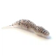 Съедобный силикон Angry Baits Червь Killer Lip 2" White Mouse 10 шт - изображение 3