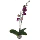 Орхидея фаленопсис Amold Floret h: 65-75 см - изображение 1