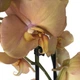 Орхидея фаленопсис Фантазия Floret h: 65-75 см - изображение 2
