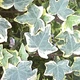 Кімнатні квіти у горщику Плющ Gold Child Florium (998004) - зображення 2