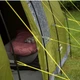Намет Vango Longleat II 800XL Herbal (928174) - зображення 5