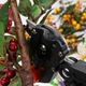 Профессиональный прививочный секатор Grafting Tool с 3 ножами для обрезки и прививки деревьев (0652) - изображение 6