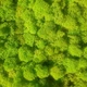 Стабилизированный мох ягель Nordic moss Зеленый весенний 0,5 кг - изображение 3