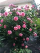 Троянда англійська Гертруда Джекілл (Gertrude Jekyll) - зображення 8