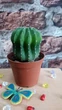 Кактус Ferocactus контейнер 5.5 см - изображение 1