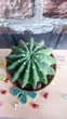 Кактус Ferocactus контейнер 5.5 см - изображение 2