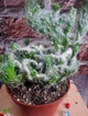 Кактус GreenLife Euphorbia контейнер 9 см низькорослий - зображення 3