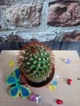 Кактус Mammillaria контейнер 4 см - изображение 2