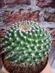 Кактус Mammillaria контейнер 10 см - изображение 2