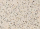 Декоративна штукатурка CHEMIPLAST RESIMARM 536 мармур 1,2 мм 10 кг (4820166150489) - изображение 2