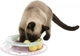 Іграшка для кішок Trixie Junior Kitten Трек з кульками ø 24 см пластик (TX-41340) - зображення 5