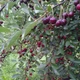 Саженец Вишня Ночка 130-150 см - изображение 2