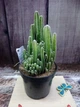 Кактус Euphorbia GreenLife контейнер 9 см - изображение 1