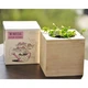 Живой куб Ecocube «Мимоза» (21786) - изображение 2