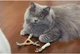 Іграшка для котів Petstages для зубів з кошачою м'ятою (pt326) - зображення 5