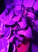 Фитолампа GreenHouse GR-8 с светильником-прищепка - изображение 3