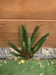 Сансевієрія Циліндричні Sansevieria Cylindrical, висота 35-45см, об'єм горщика 2,5л - зображення 2