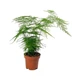 Аспарагус Asparagus Setaceus, висота 35см, об'єм горщика 0,7 л - зображення 2