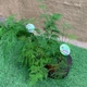 Аспарагус Asparagus Setaceus, высота 30-35см, объём горшка 0,7л (RG085) - изображение 2