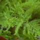 Аспарагус Asparagus Setaceus, высота 30-35см, объём горшка 0,7л (RG085) - изображение 4
