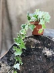 Плющ Хедера (Лиана, Hedera) Зелёный с белыми краями, 20см, объём горшка 0,2л - изображение 2