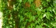 Плющ Хедера (Лиана, Hedera) Зелёный, 20см, объём горшка 0,2л - изображение 2
