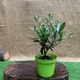 Оливковое дерево mini-stem Olea europaea, 25-35 см, объём горшка 0,7л (RG071) - изображение 3