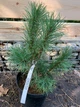 Сосна Веймутова Pinus Strobus, высота 30-40см, объём горшка 3л (RG112) - изображение 3