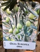 Оливковое дерево Olea europaea, 50-60 см, объём горшка 3л (RG224-1) - изображение 3