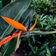 Стреліція Королівська Strelitzia reginaee (Райська пташка), Ø24 см. H 100-150 см. - изображение 2