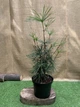 Сциадопитис японская зонтичная пихта Sciadopitys verticillata, высота 60см, объём горшка 5л - изображение 2