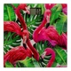 Весы напольные Rotex Flamingo RSB06-P 150 кг - изображение 1